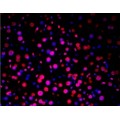 TUNEL LiFluor™ 647 Apoptosis Detection Kit (50 rxn)